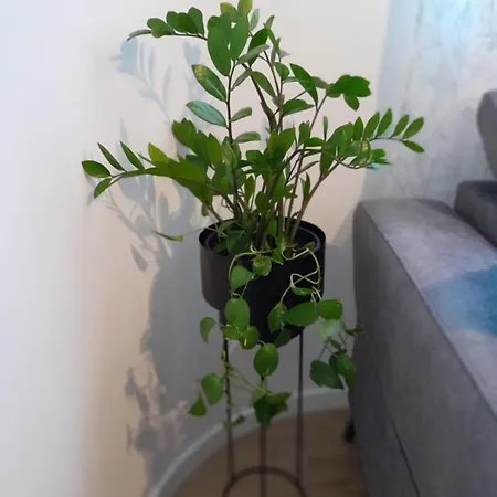 Casablanca * 莫斯塔尔