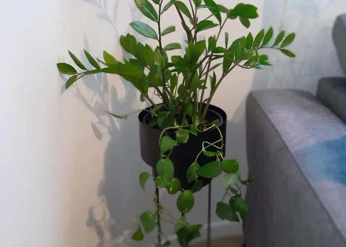 Casablanca * מוסטר